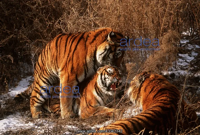 : Siberian / Amur TIGER - pair mating with rival male : Siberian / Amur TIGER - pair mating with rival male