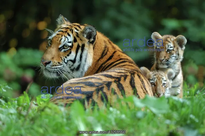 : Siberian, Amur Tiger, (Panthera tigris altaica) : Siberian, Amur Tiger, (Panthera tigris altaica)
