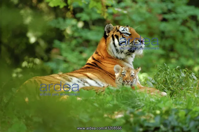 : Siberian, Amur Tiger, (Panthera tigris altaica) : Siberian, Amur Tiger, (Panthera tigris altaica)