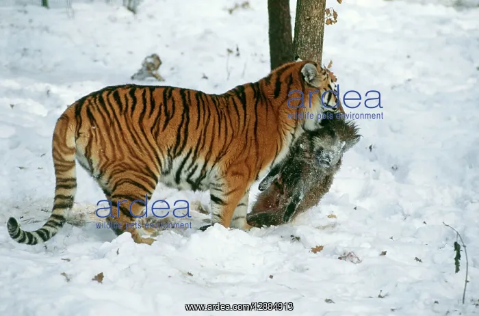  : Siberian  /  Amur TIGER - with prey