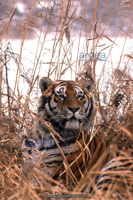  : Siberian  /  Amur TIGER - resting looking proud in tall grass