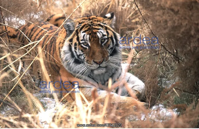 : Siberian / Amur TIGER - resting in undergrowth : Siberian / Amur TIGER - resting in undergrowth