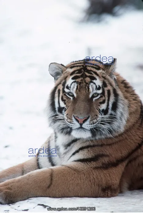 : Siberian / Amur TIGER - sitting in snow : Siberian / Amur TIGER - sitting in snow