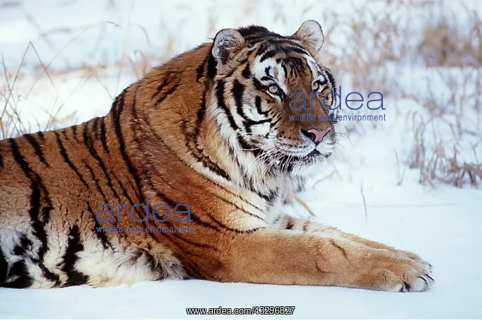 : Siberian / Amur TIGER - sitting in snow in winter : Siberian / Amur TIGER - sitting in snow in winter