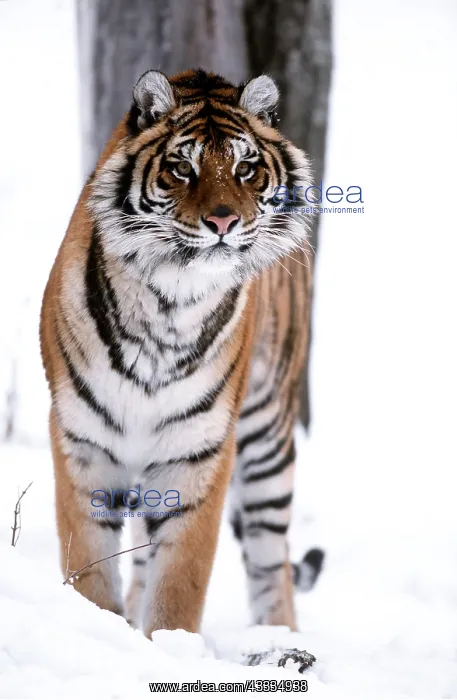 : Siberian / Amur TIGER - standing in snow : Siberian / Amur TIGER - standing in snow