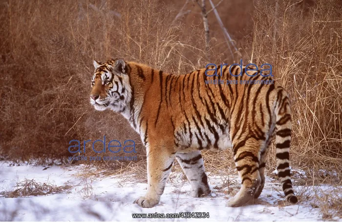 : Siberian / Amur TIGER - standing in snow : Siberian / Amur TIGER - standing in snow