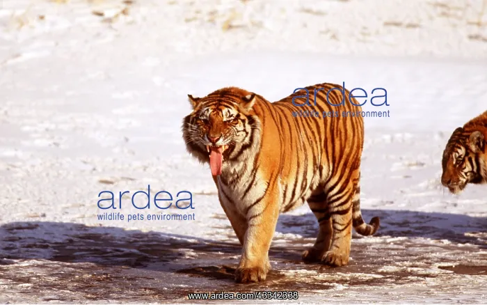 : Siberian / Amur TIGER - standing in snow showing tongue : Siberian / Amur TIGER - standing in snow showing tongue