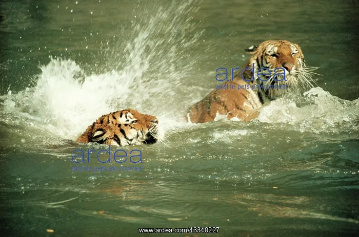  : Siberian  /  Amur TIGER - swimming
