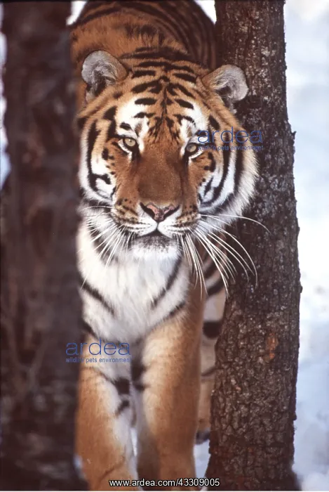  : Siberian  /  Amur TIGER by trees in snow