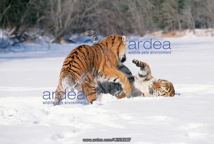 : Siberian / Amur TIGER - two, playing in snow : Siberian / Amur TIGER - two, playing in snow