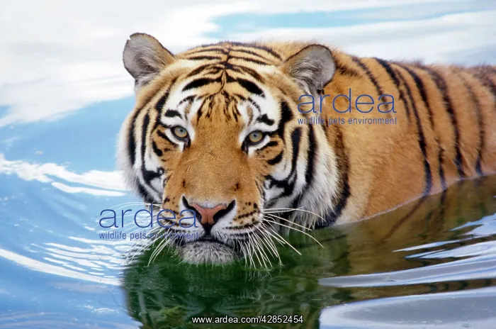 : Siberian / Amur TIGER - wading in water : Siberian / Amur TIGER - wading in water