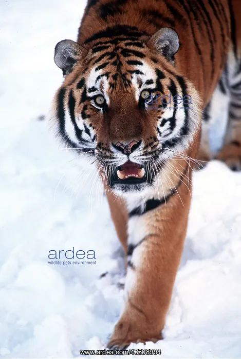  : Siberian  /  Amur TIGER - walking in snow facing camera