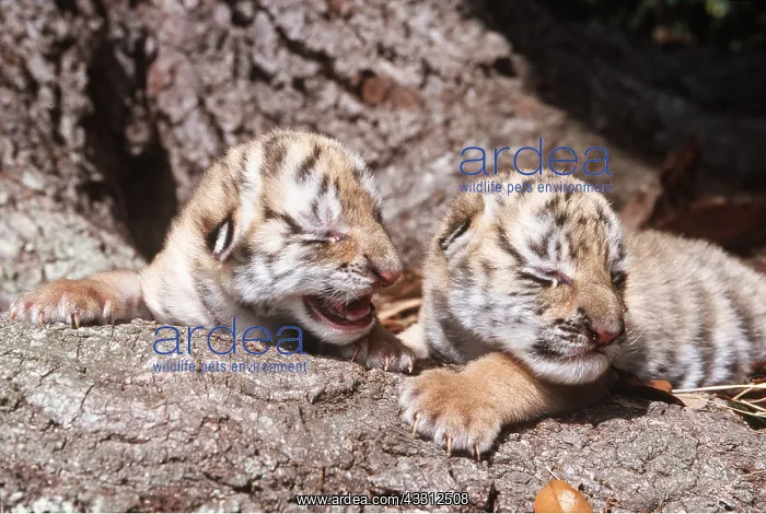 : Siberian / Amur TIGER - x two cubs four days old : Siberian / Amur TIGER - x two cubs four days old
