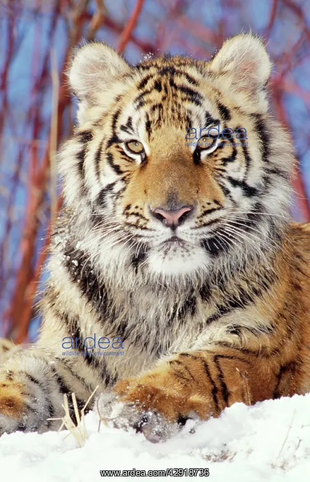 : Siberian / Amur TIGER - young in snow facing : Siberian / Amur TIGER - young in snow facing