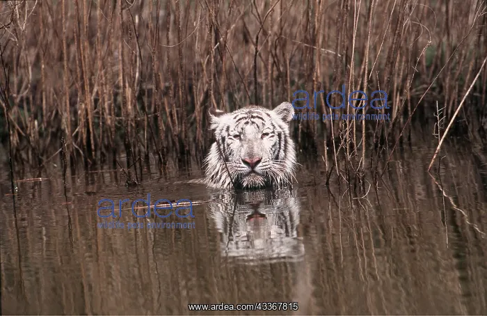 : Siberian / Amur white TIGER - head showing in water : Siberian / Amur white TIGER - head showing in water