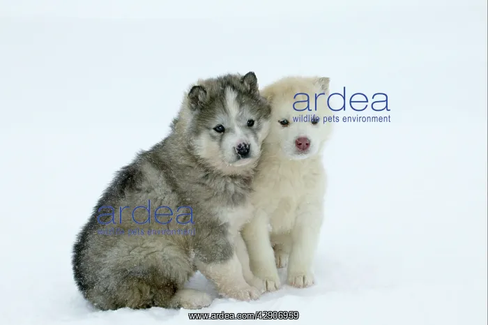 : Siberian / Arctic HUSKIES - two puppies in snow : Siberian / Arctic HUSKIES - two puppies in snow