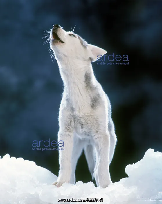 : Siberian / Arctic Husky Dog - howling : Siberian / Arctic Husky Dog - howling