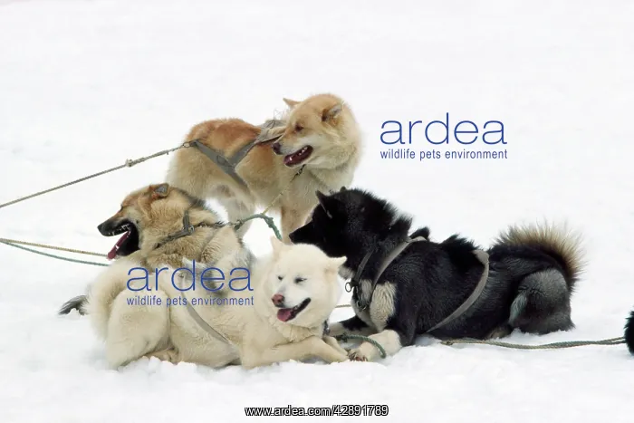 : Siberian / Arctic Husky Dog - in sledge race : Siberian / Arctic Husky Dog - in sledge race