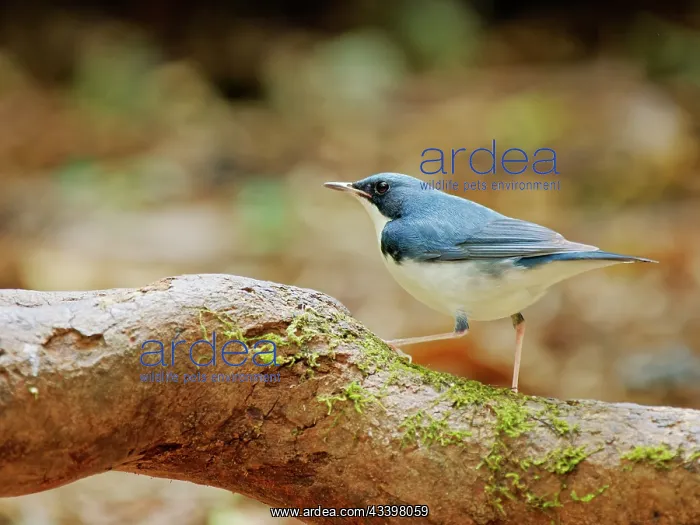: Siberian Blue Robin Larvivora cyane Da Lat, Vietnam : Siberian Blue Robin Larvivora cyane Da Lat, Vietnam