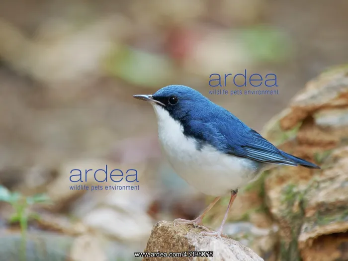  : Siberian Blue Robin Larvivora cyane Da Lat, Vietnam
