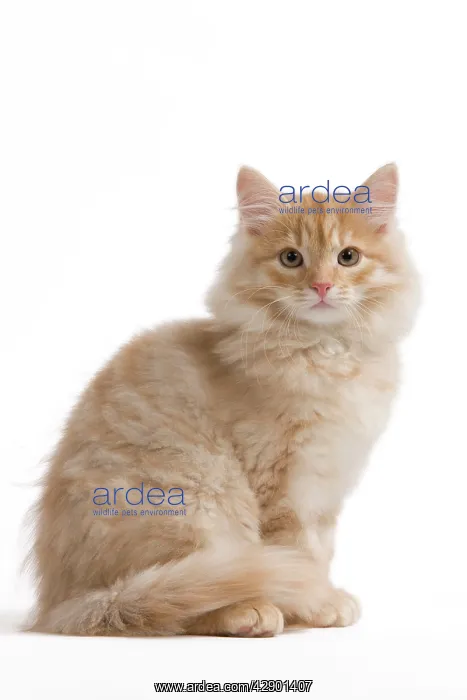  : Siberian Cat