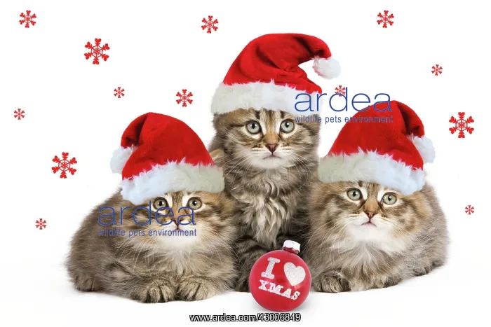  : Siberian Cat