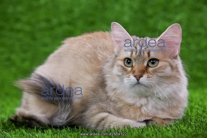 : Siberian Cat - Black Tortoiseshell Mackerel tabby : Siberian Cat - Black Tortoiseshell Mackerel tabby
