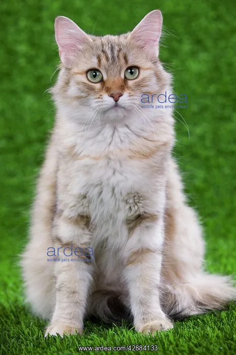 : Siberian Cat - Black Tortoiseshell Mackerel tabby : Siberian Cat - Black Tortoiseshell Mackerel tabby
