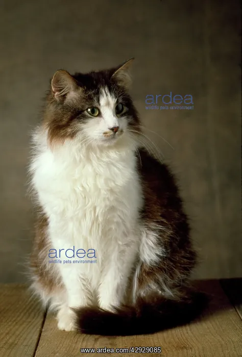  : Siberian Cat - domestic