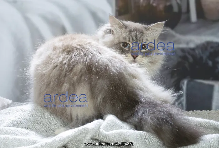 : Siberian cat indoors : Siberian cat indoors