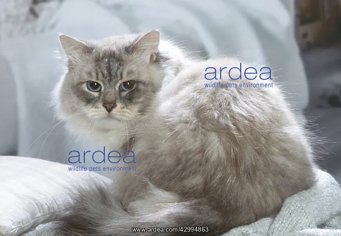 : Siberian cat indoors : Siberian cat indoors