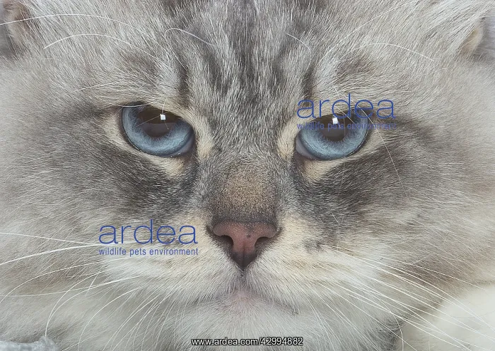 : Siberian cat indoors : Siberian cat indoors