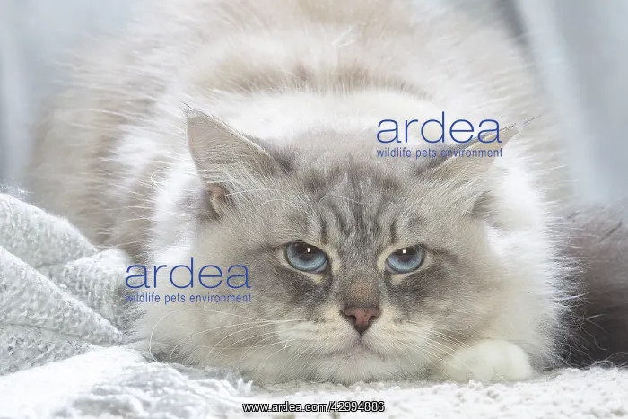 : Siberian cat indoors : Siberian cat indoors