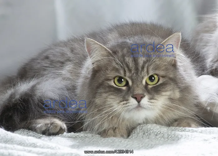: Siberian cat indoors : Siberian cat indoors