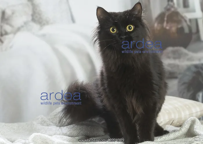 : Siberian cat indoors : Siberian cat indoors