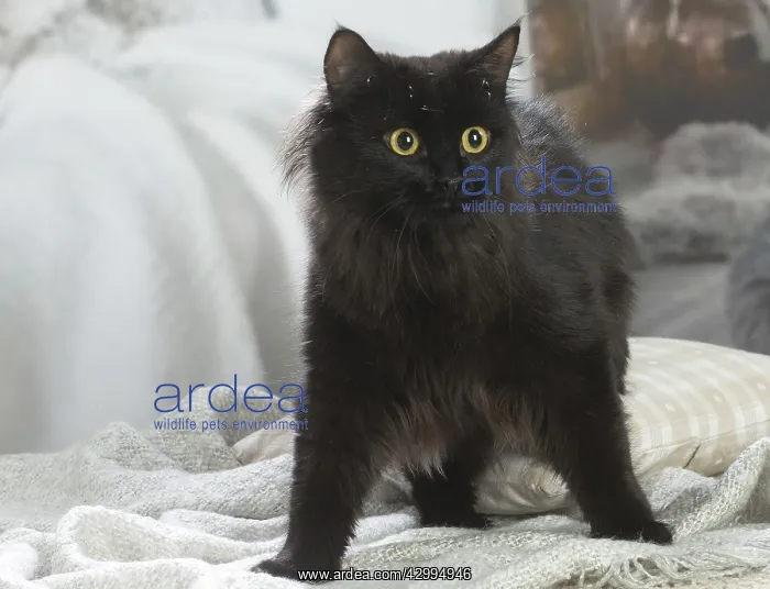 : Siberian cat indoors : Siberian cat indoors
