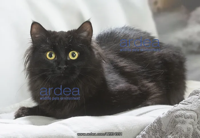 : Siberian cat indoors : Siberian cat indoors