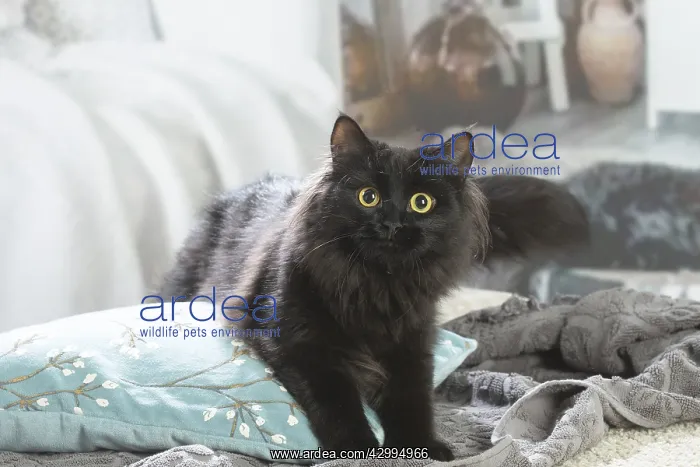 : Siberian cat indoors : Siberian cat indoors