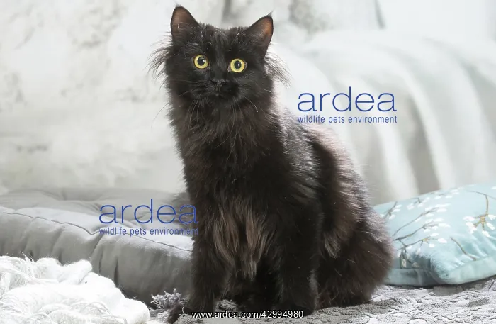 : Siberian cat indoors : Siberian cat indoors