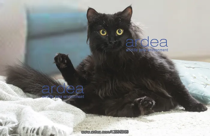 : Siberian cat indoors : Siberian cat indoors