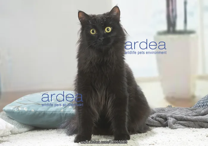  : Siberian cat indoors