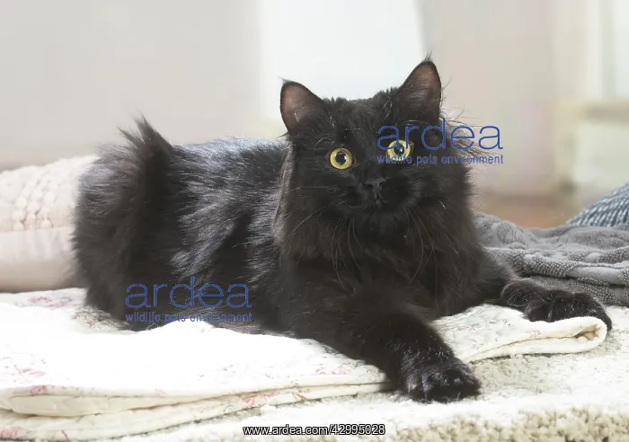  : Siberian cat indoors