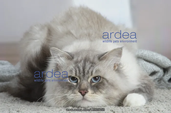 : Siberian cat indoors : Siberian cat indoors