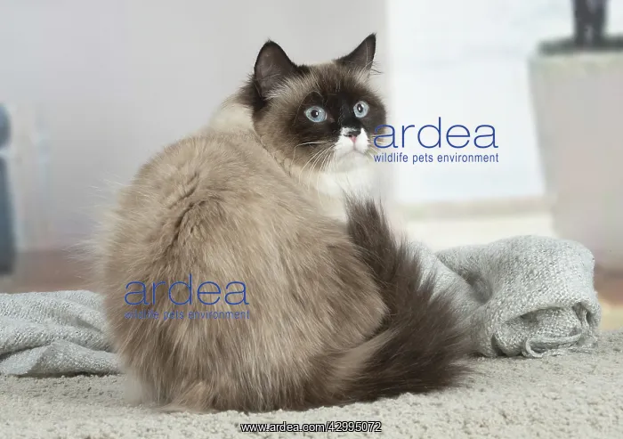 : Siberian cat indoors : Siberian cat indoors