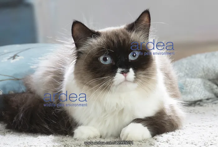 : Siberian cat indoors : Siberian cat indoors