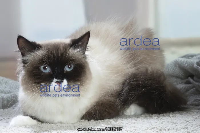 : Siberian cat indoors : Siberian cat indoors