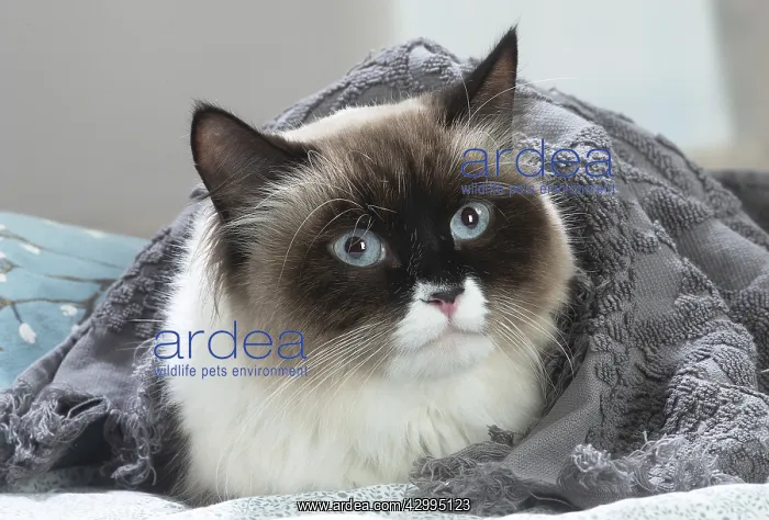 : Siberian cat indoors : Siberian cat indoors