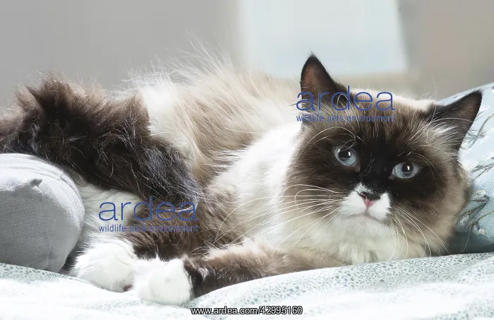 : Siberian cat indoors : Siberian cat indoors