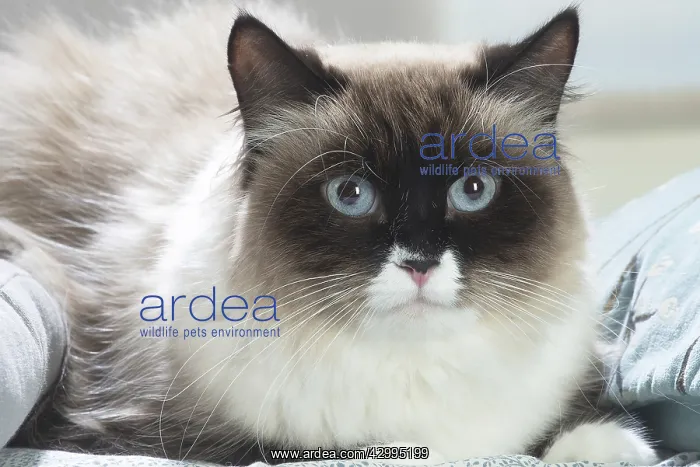 : Siberian cat indoors : Siberian cat indoors