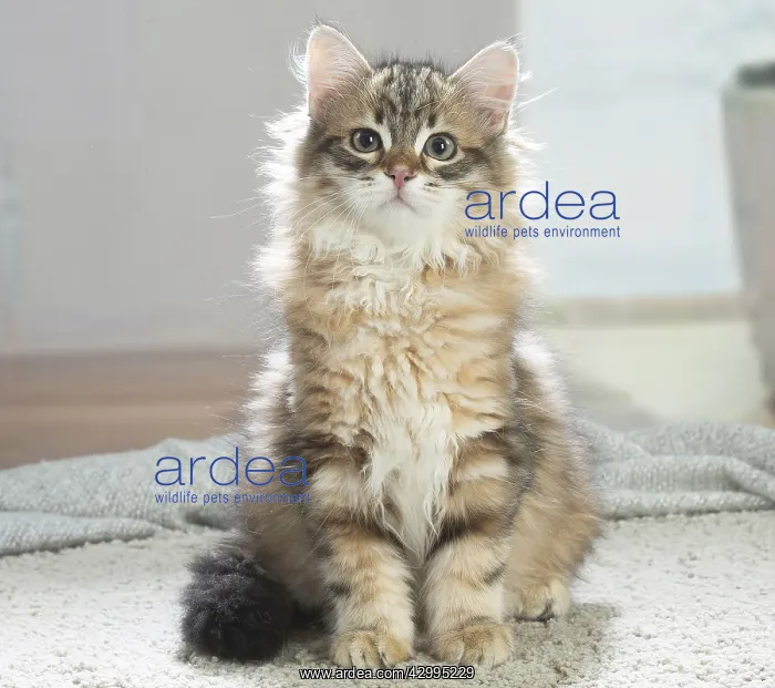 : Siberian cat indoors : Siberian cat indoors